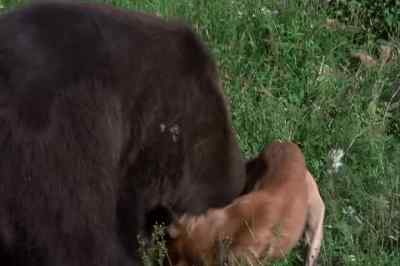 Growls! - The Adventures of the Wilderness Family