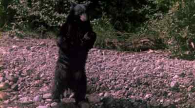 [growls] - The Bears and I