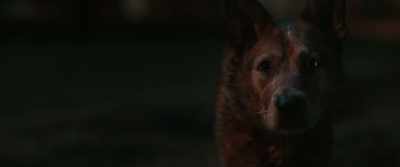 [growls] - Pet Sematary: Bloodlines