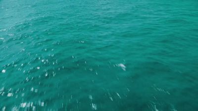 [growls] - NCIS: Hawai'i