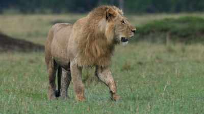 (GROWLS) - Dynasties