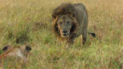 (GROWLS) - Dynasties