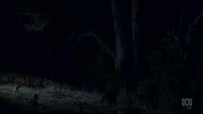 (GROWLS) - David Attenborough's Tasmania