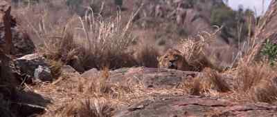 [Growls, Snarls] - Born Free