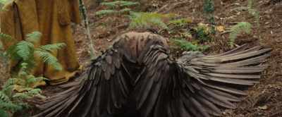 (growls softly) - The Animal Kingdom