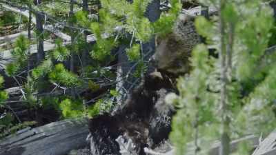 [grumbling] - Epic Yellowstone
