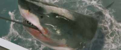[grunting] - Shark Warning