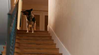 [grunting] - Pups Alone