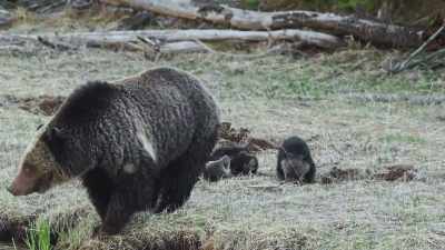 [grunting] - Epic Yellowstone