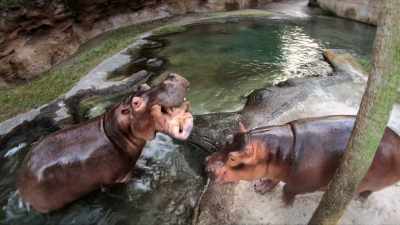 (GRUNTING) - Magic of Disney's Animal Kingdom