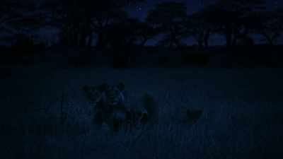 GRUNTS GROW CLOSER - Serengeti