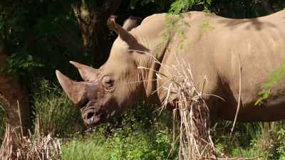 -(GRUNTS)
-NARRATOR: Before coming here, - Magic of Disney's Animal Kingdom