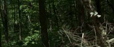 [Grunts] - The Wolf and the Lion