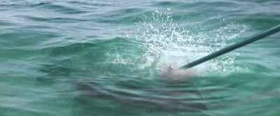 [grunts] - Shark Warning