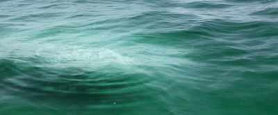 [grunts] - Shark Warning