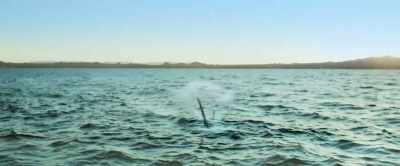 [grunts] - Shark Warning