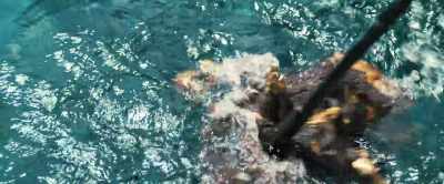 [grunts] - Shark Warning