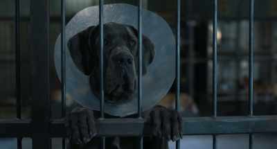 (grunts) - Strays