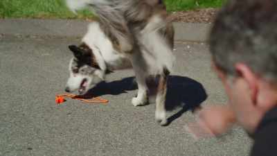 [Grunts] - Junkyard Dogs