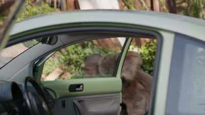 - [grunts] - Psych 2: Lassie Come Home