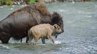 [grunts] - Epic Yellowstone