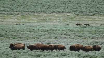 [grunts] - Epic Yellowstone