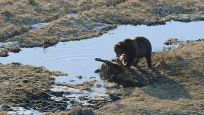 [grunts] - Epic Yellowstone