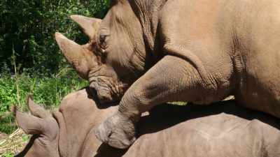 (GRUNTS) - Magic of Disney's Animal Kingdom