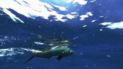 [grunts] - Deadliest Catch: Bloodline