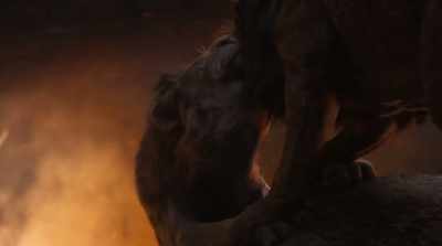 (GRUNTS) - The Lion King