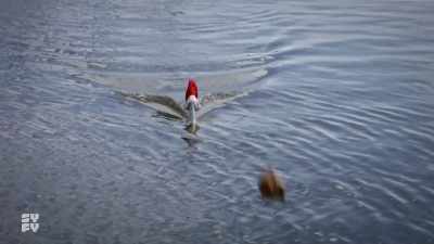 [grunts] - Santa Jaws