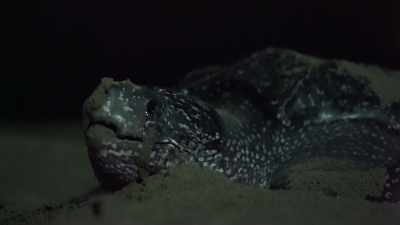 (GRUNTS) - Blue Planet II