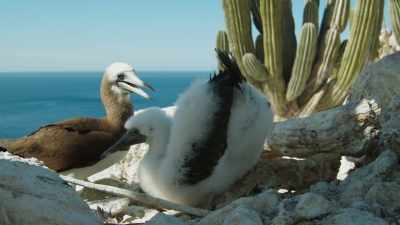 ..guano - - The Green Planet