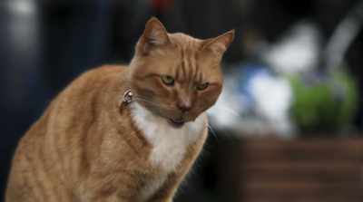 Guess I need to dispense
with my good cop. - Cats & Dogs 3: Paws Unite
