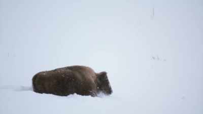 Guided by instinct
and experience, - Epic Yellowstone
