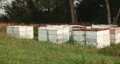 Guidelines for studies
on honey bees - The Pollinators