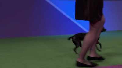 Guinness is described
as a "dog sound machine." - 2022 American Rescue Dog Show