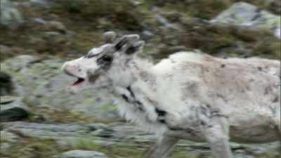 [ Guitar music playing ] - When Nature Calls with Helen Mirren