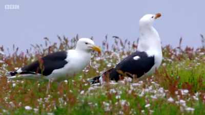 GULL CALLS - Wales: Land of the Wild