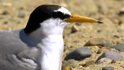 GULL SCREECHES - Wales: Land of the Wild