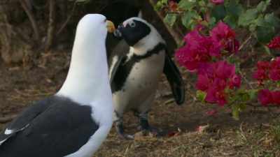 Gulls are notoriously persistent. - Penguin Town