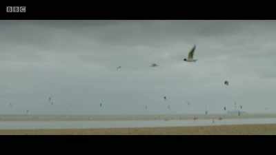 GULLS CAW - Back to Life