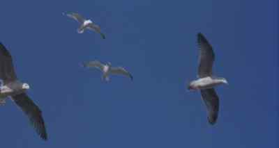 [Gulls Crying] - Funny Bones