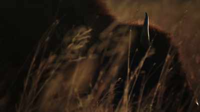 [Gunshot]
Man as Jones: Often while - The American Buffalo