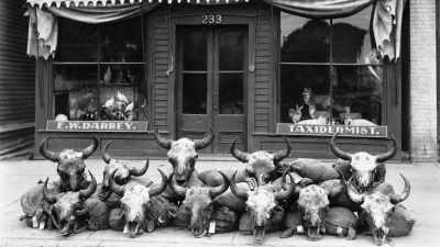 [Gunshot]
Poachers went to work, - The American Buffalo