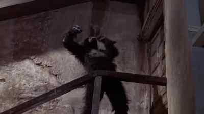 [GUNSHOT] - Murders in the Rue Morgue