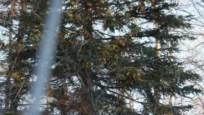 (gunshot) - Life Below Zero: First Alaskans