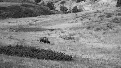 [Gunshot] - The American Buffalo
