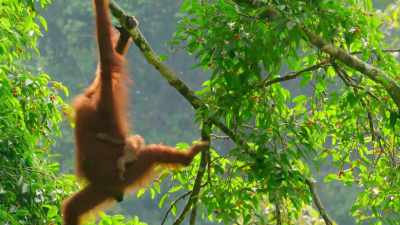 Gunung Leuser National Park - Our Great National Parks