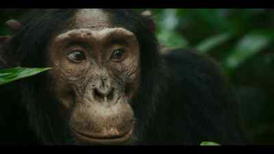 Gus is an outsider. - Chimp Empire